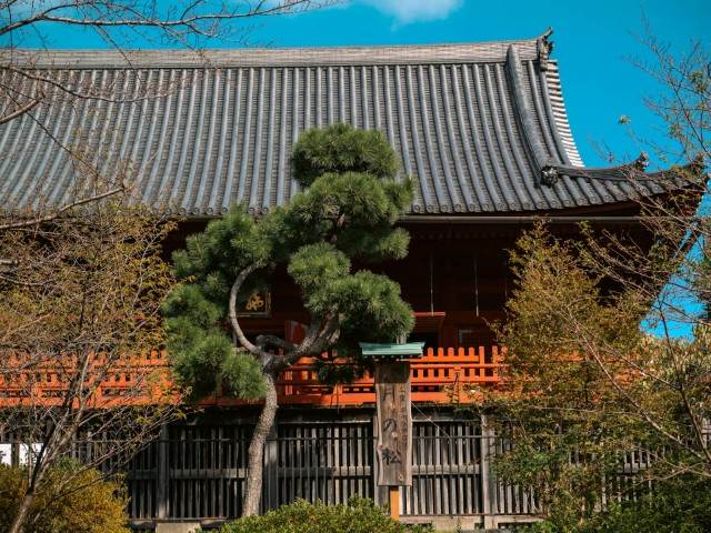 Moon Pine Tree in Ueno Park, Tokyo