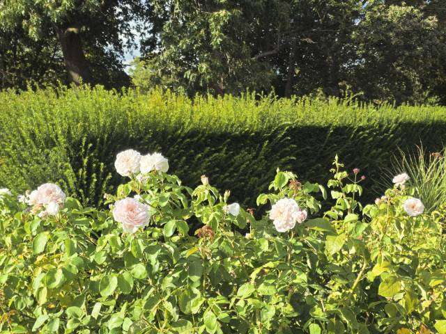 Rose Garden Greenwich Park