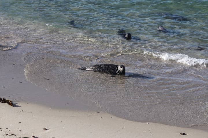 Seals in La Jolla San Diego