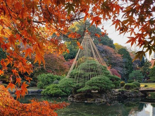 Shinjuku Gyoen National Garden - Tokyo fall foliage